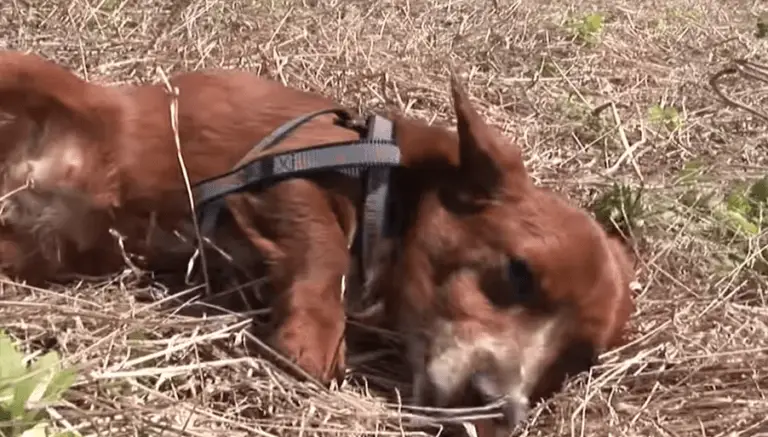Cachorro chora ao reencontra a mãe adotiva, uma vaca que o criou cachorro-reencontra-a-mae-adotiva_-uma-vaca
