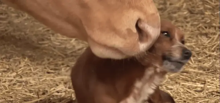 Cachorro chora ao reencontra a mãe adotiva, uma vaca que o criou cachorro-reencontra-a-mae-adotiva_-uma-vaca