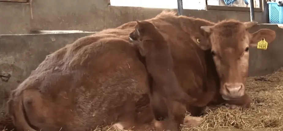 Cachorro chora ao reencontra a mãe adotiva, uma vaca que o criou cachorro-reencontra-a-mae-adotiva_-uma-vaca