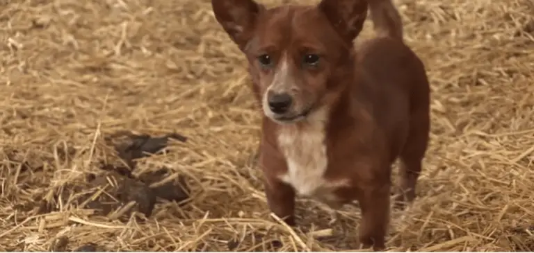Cachorro chora ao reencontra a mãe adotiva, uma vaca que o criou cachorro-reencontra-a-mae-adotiva_-uma-vaca