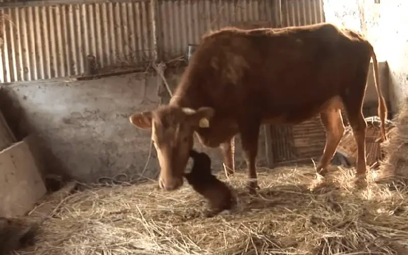 Cachorro chora ao reencontra a mãe adotiva, uma vaca que o criou cachorro-reencontra-a-mae-adotiva_-uma-vaca