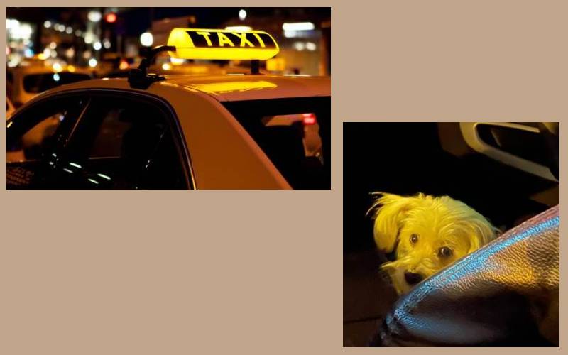 Cachorro “trabalha” todas as noites como copiloto do seu humano taxista Cachorro “trabalha” todas as noites como copiloto do seu humano taxista