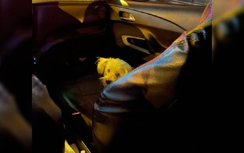 Cachorro “trabalha” todas as noites como copiloto do seu humano taxista Cachorro “trabalha” todas as noites como copiloto do seu humano taxista