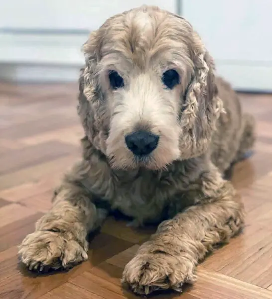 Cachorro visita o mesmo local todas as manhãs e comove a família Cachorro visita o mesmo local todas as manhãs e comove a família