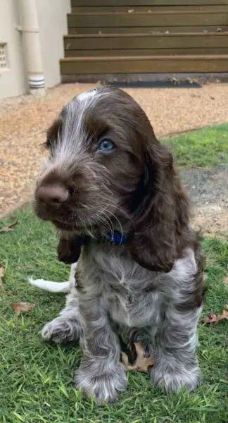 Cachorro visita o mesmo local todas as manhãs e comove a família Cachorro visita o mesmo local todas as manhãs e comove a família