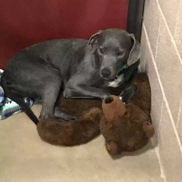 Cadela abandonada pela família se apega a brinquedo de pelúcia Cadela abandonada pela família se apega a brinquedo de pelúcia
