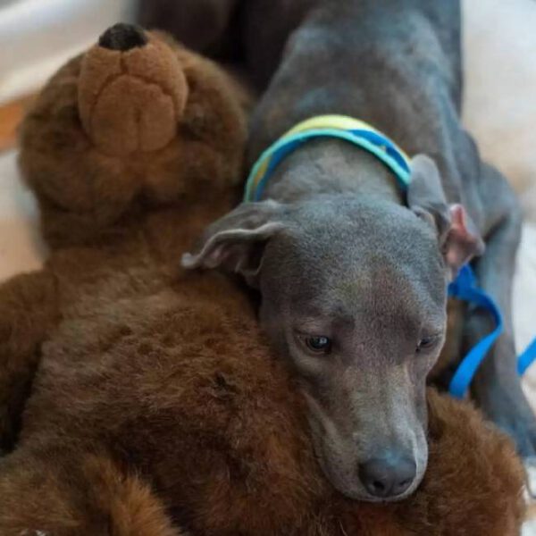Cadela abandonada pela família se apega a brinquedo de pelúcia Cadela abandonada pela família se apega a brinquedo de pelúcia
