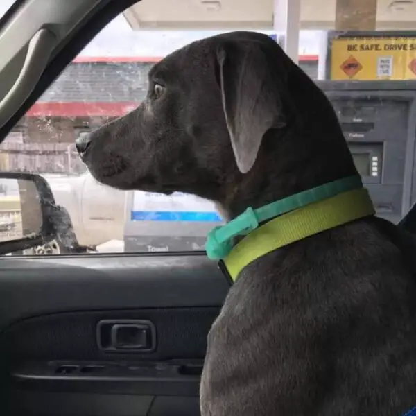 Cadela abandonada pela família se apega a brinquedo de pelúcia Cadela abandonada pela família se apega a brinquedo de pelúcia