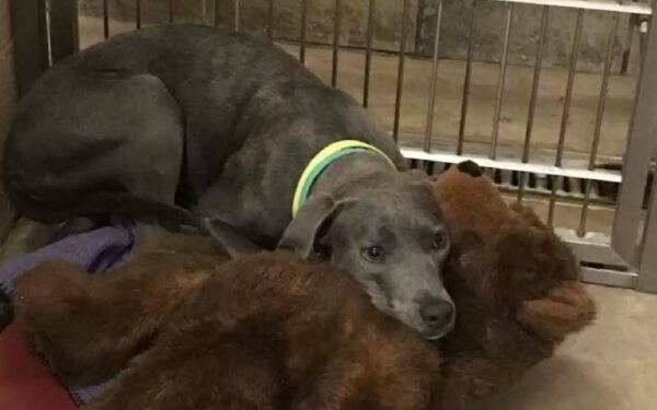 Cadela abandonada pela família se apega a brinquedo de pelúcia Cadela abandonada pela família se apega a brinquedo de pelúcia