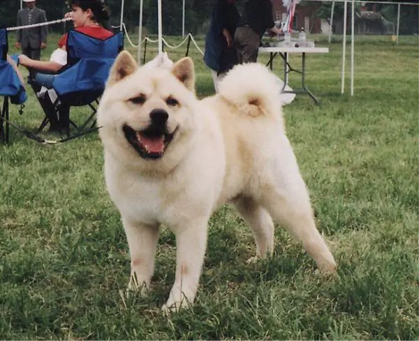 Quais raças de cachorro estão entrando em extinção?