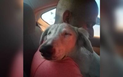 Cão abandonado finalmente relaxa ao perceber que foi adotado e vai para sua nova casa