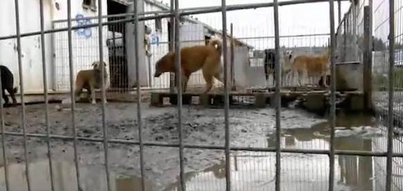 Casal visita abrigo e acaba adotando todos os 265 cães casal-visita-abrigo-e-acaba-adotando-todos-os-caes