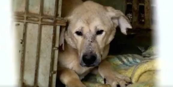 Casal visita abrigo e acaba adotando todos os 265 cães casal-visita-abrigo-e-acaba-adotando-todos-os-caes