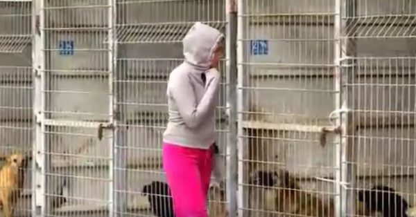 Casal visita abrigo e acaba adotando todos os 265 cães casal-visita-abrigo-e-acaba-adotando-todos-os-caes
