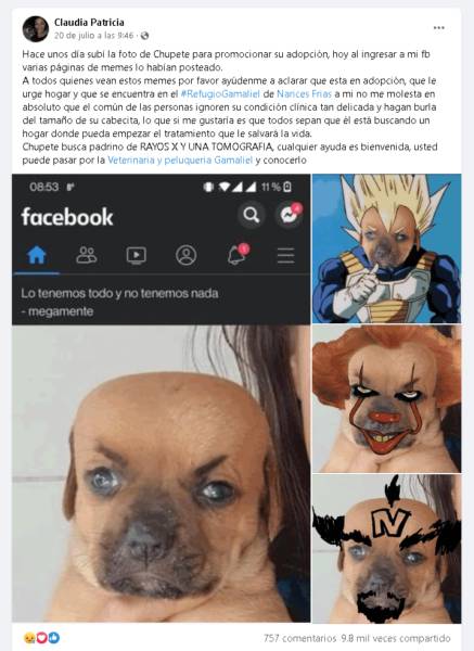 Por ter hidrocefalia, cachorro vira alvo de memes e comentários maldosos Por ter hidrocefalia, cachorro vira alvo de memes e comentários maldosos