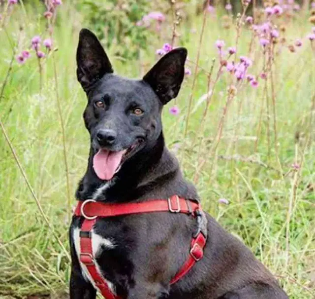 Depois de seis anos, cachorro finalmente dá adeus a abrigo se despedindo de todos os cuidadores depois-de-seis-anos-cachorro-finalmente-da-adeus-a-abrigo
