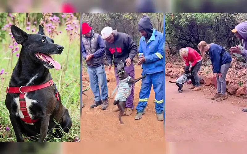 Depois de seis anos, cachorro finalmente dá adeus a abrigo se despedindo de todos os cuidadores depois-de-seis-anos-cachorro-finalmente-da-adeus-a-abrigo