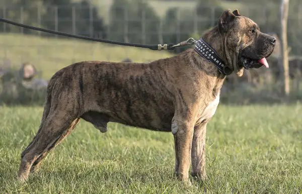 Quais raças de cachorro estão entrando em extinção?