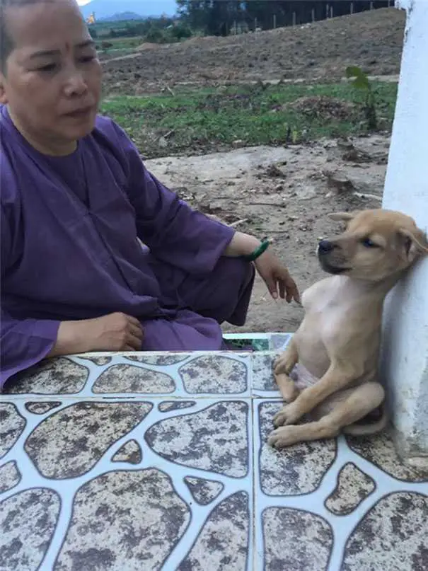 dois-cachorrinhos-adotados-que-nao-param-de-se-abracar