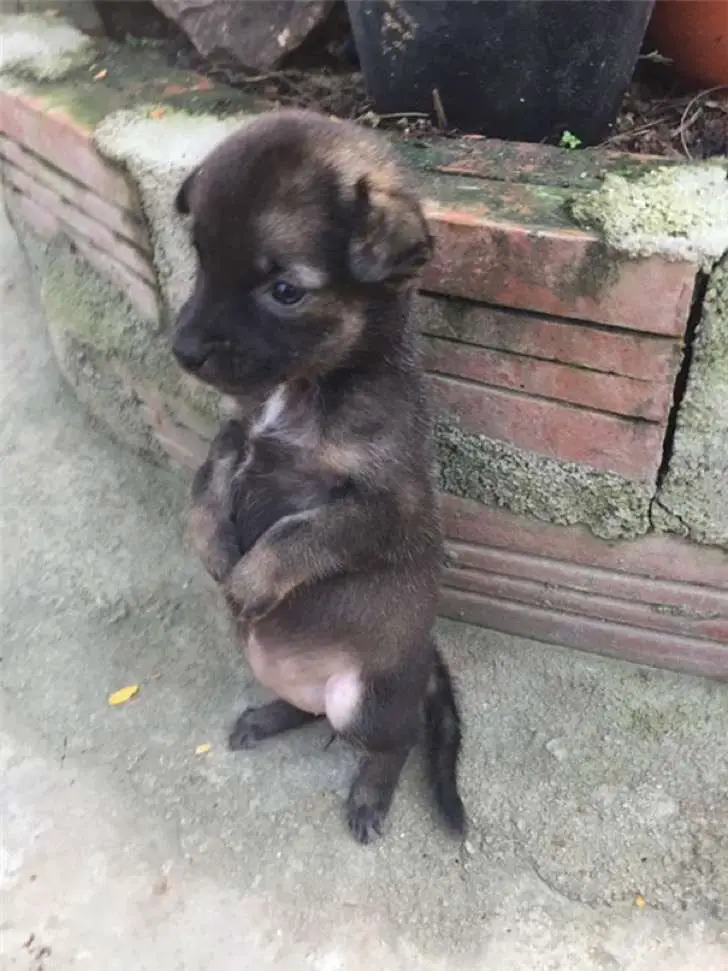 Dois cachorrinhos adotados que se recusam a parar de se abraçar dois-cachorrinhos-adotados-que-nao-param-de-se-abracar