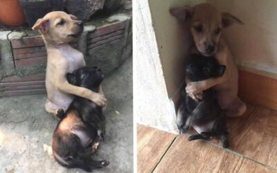 Dois cachorrinhos adotados que se recusam a parar de se abraçar