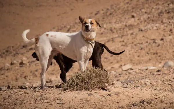 Existem cachorros gays?