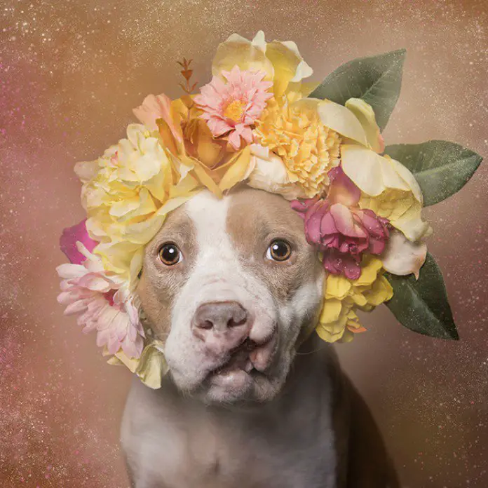 Fotógrafa clica pitbulls para ajudá-los na adoção