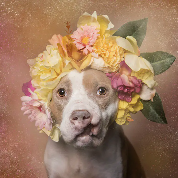 Fotógrafa clica pitbulls para ajudá-los na adoção Fotógrafa clica pitbulls para ajudá-los na adoção