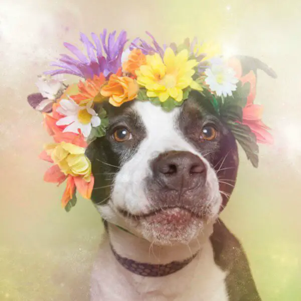 Fotógrafa clica pitbulls para ajudá-los na adoção Fotógrafa clica pitbulls para ajudá-los na adoção