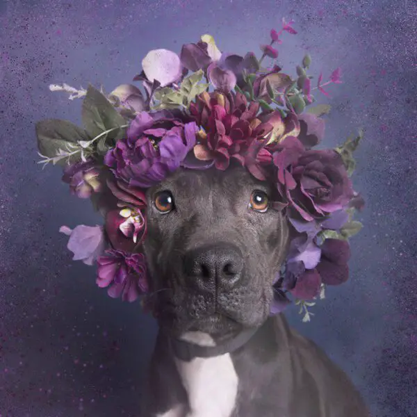 Fotógrafa clica pitbulls para ajudá-los na adoção Fotógrafa clica pitbulls para ajudá-los na adoção