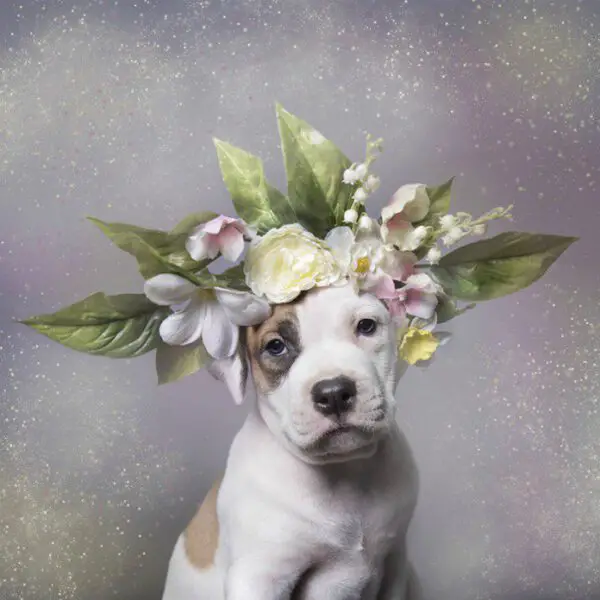 Fotógrafa clica pitbulls para ajudá-los na adoção Fotógrafa clica pitbulls para ajudá-los na adoção