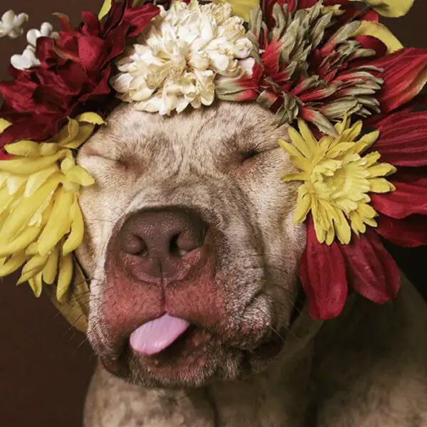 Fotógrafa clica pitbulls para ajudá-los na adoção