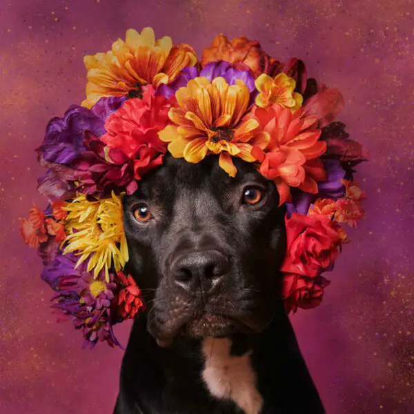 Fotógrafa clica pitbulls para ajudá-los na adoção Fotógrafa clica pitbulls para ajudá-los na adoção