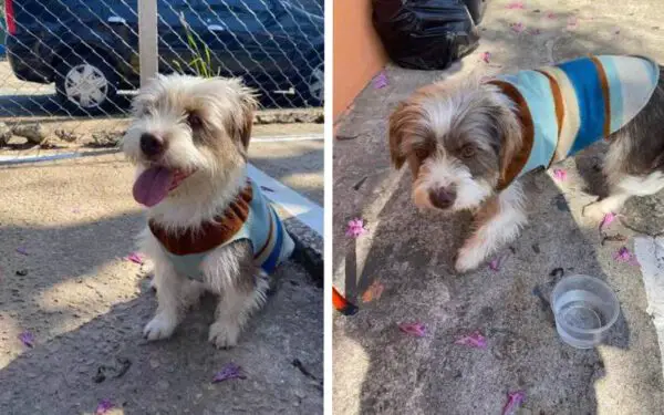 Menino se emociona ao reencontrar sua cachorrinha desaparecida: 'Chorei de felicidade'