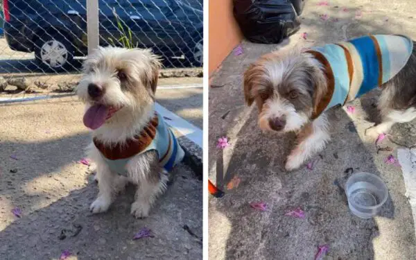 Menino se emociona ao reencontrar sua cachorrinha desaparecida: 'Chorei de felicidade' Menino se emociona ao reencontrar sua cachorrinha desaparecida: 'Chorei de felicidade'