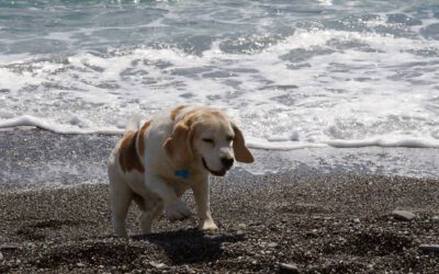 motivos-para-adotar-um-cachorro-mais-velho