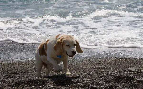 Motivos para adotar um cachorro mais velho