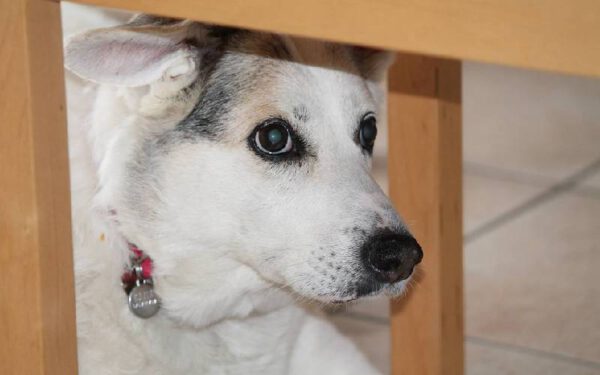 Motivos para adotar um cachorro mais velho