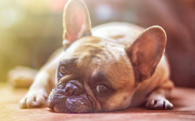 O país em que ter cães e gatos em casa pode em breve se tornar crime O país em que ter cães e gatos em casa pode se tornar crime