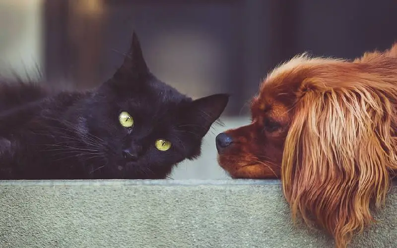 O país em que ter cães e gatos em casa pode em breve se tornar crime O país em que ter cães e gatos em casa pode se tornar crime