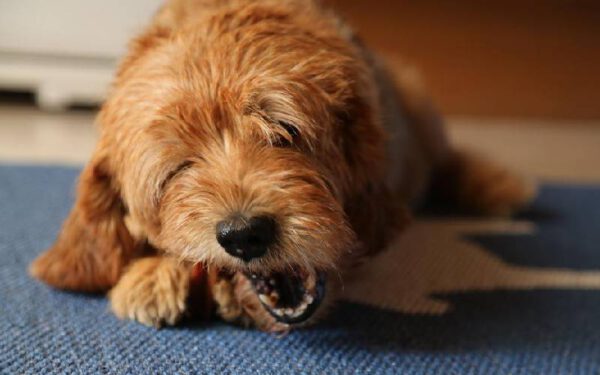 O que fazer quando o cachorro não quer comer?