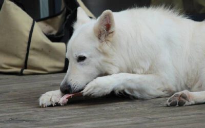 O que fazer quando o cachorro não quer comer?