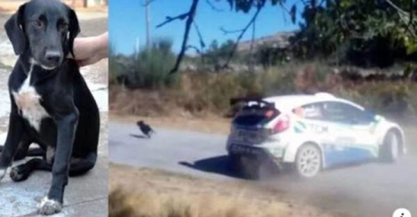 Piloto perde chance de título para não atropelar cachorro que apareceu na pista Piloto perde chance de título para não atropelar cachorro que apareceu na pista