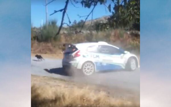 Piloto perde chance de título para não atropelar cachorro que apareceu na pista Piloto perde chance de título para não atropelar cachorro que apareceu na pista