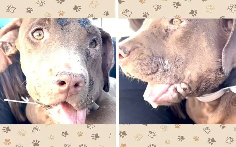 pitbull-resgatada-encontra-o-melhor-amigo-na-casa-nova