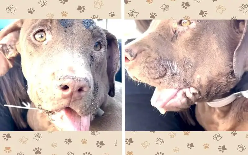 Pitbull resgatada encontra o melhor amigo na sua nova casa pitbull-resgatada-encontra-o-melhor-amigo-na-casa-nova