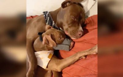 Pitbull resgatada encontra o melhor amigo na sua nova casa