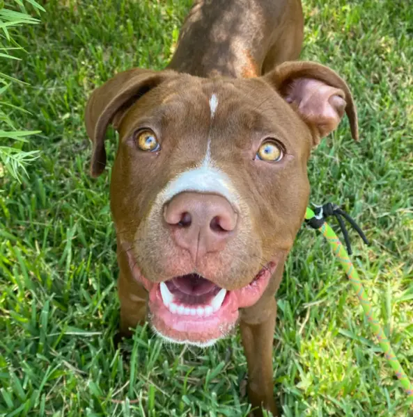 Pitbull resgatada encontra o melhor amigo na sua nova casa pitbull-resgatada-encontra-o-melhor-amigo-na-casa-nova