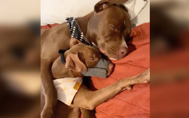 Pitbull resgatada encontra o melhor amigo na sua nova casa pitbull-resgatada-encontra-o-melhor-amigo-na-casa-nova
