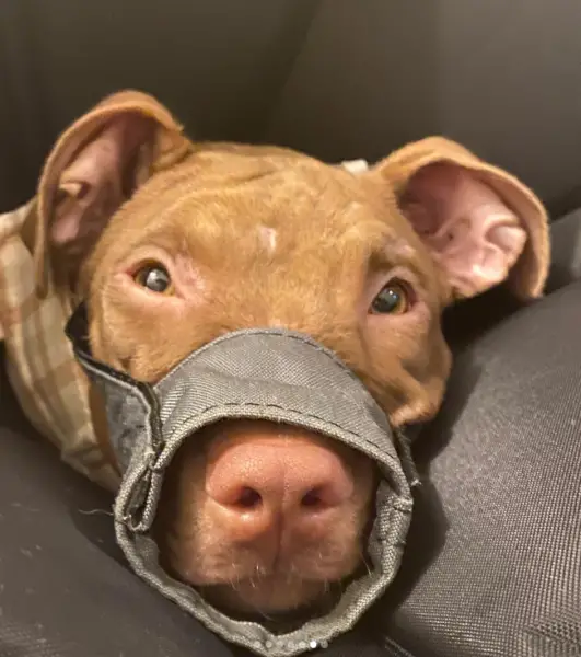Pitbull resgatada encontra o melhor amigo na sua nova casa pitbull-resgatada-encontra-o-melhor-amigo-na-casa-nova